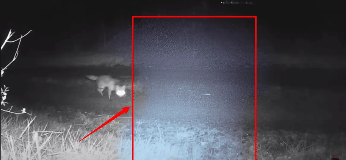 problème sur caméra de chasse la nuit